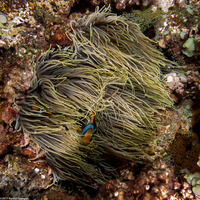 Heteractis crispa (Sebae Anemone)