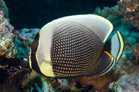 Chaetodon reticulatus (Reticulated Butterflyfish)