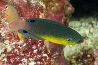 Anampses twistii (Yellow-Breasted Wrasse)