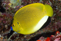 Apolemichthys trimaculatus (Three-Spot Angelfish)