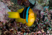 Amphiprion chrysopterus (Orangefin Anemonefish)