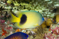 Plectroglyphidodon johnstonianus (Johnston Damsel)