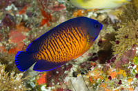 Centropyge bispinosa (Two-Spined Angelfish)