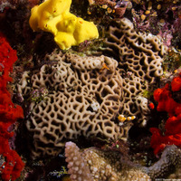 Favites sp.1 (Favites)