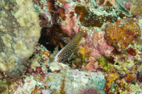 Anampses twistii (Yellow-Breasted Wrasse)