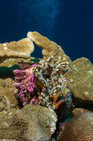Tridacna squamosa (Fluted Giant Clam)