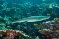 Triaenodon obesus (Whitetip Reef Shark)