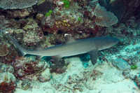 Triaenodon obesus (Whitetip Reef Shark)