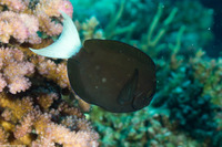 Acanthurus thompsoni (Whitetail Surgeonfish)