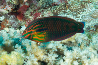 Halichoeres biocellatus (Doublespot Wrasse)