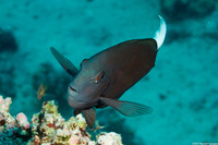 Acanthurus thompsoni (Whitetail Surgeonfish)