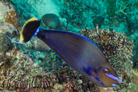Naso vlamingii (Bignose Unicornfish)