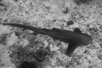 Stegostoma fasciatum (Zebra Shark)