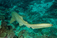 Stegostoma fasciatum (Zebra Shark)