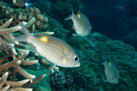 Gnathodentex aureolineatus (Striped Large-Eye Bream)
