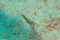 Synodus binotatus (Twospot Lizardfish)