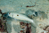 Mulloidichthys flavolineatus (Yellowstripe Goatfish)