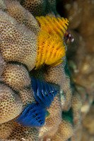 Spirobranchus sp.1 (Christmas Tree Worm)