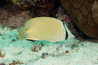Chaetodon citrinellus (Speckled Butterflyfish)
