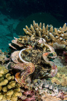 Tridacna squamosa (Fluted Giant Clam)