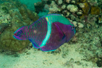 Scarus schlegeli (Yellowbar Parrotfish)