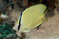 Chaetodon citrinellus (Speckled Butterflyfish)