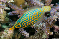 Oxymonacanthus longirostris (Longnose Filefish)
