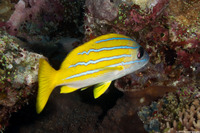 Lutjanus kasmira (Bluestripe Snapper)