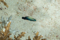 Labropsis australis (Southern Tubelip)