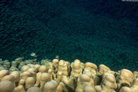 Pavona clavus (Swollen Coral)