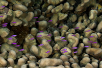 Pseudanthias pascalus (Purple Queen)