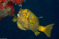 Ostracion cubicum (Yellow Boxfish)