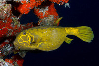 Ostracion cubicum (Yellow Boxfish)