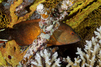 Cephalopholis urodeta (Flagtail Grouper)