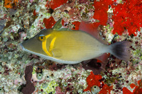 Sufflamen bursa (Scythe Triggerfish)