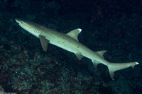 Triaenodon obesus (Whitetip Reef Shark)