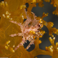 Hoplophrys oatesii (Soft Coral Crab)