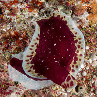 Pleurobranchus grandis (Grand Pleurobranch)