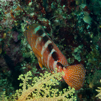 Cephalopholis sexmaculata (Saddle Grouper)
