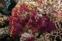 Acanthogorgia sp.1 (Acanthogorgia sp.1)