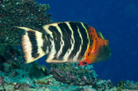 Cheilinus fasciatus (Redbreasted Wrasse)