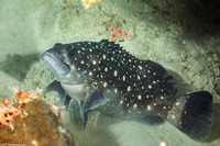 Epinephelus coeruleopunctatus (Whitespotted Grouper)