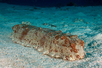 Thelenota anax (Amberfish Sea Cucumber)