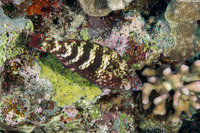 Scarus schlegeli (Yellowbar Parrotfish)