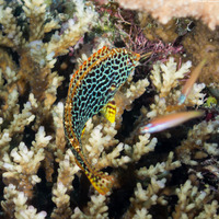 Macropharyngodon meleagris (Leopard Wrasse)