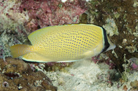 Chaetodon citrinellus (Speckled Butterflyfish)