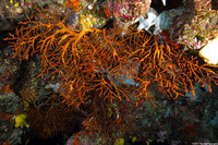 Melithaea sp.2 (Knotted Fan Coral)