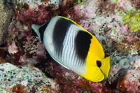 Chaetodon ulietensis (Pacific Double-Saddle Butterflyfish)