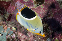 Chaetodon ephippium (Saddled Butterflyfish)