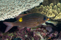 Gnathodentex aureolineatus (Striped Large-Eye Bream)